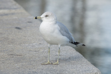 Matanzas Visitor