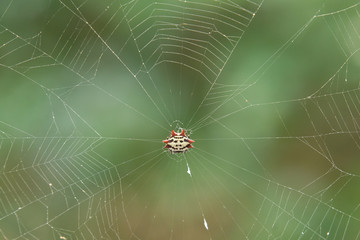 Crab Spider Hanging