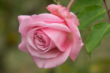 A Park Flower