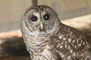 An Owl's Face