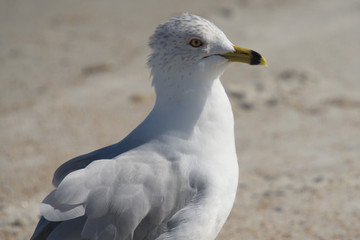 Florida Beach Bird