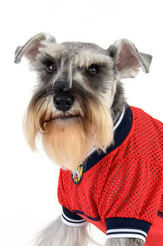 schnauzer wearing sports uniform
