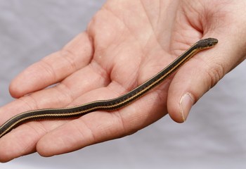 Fototapeta premium Yearling Red sided garter snake Thamnophis sirtalis parietalis on palm of the hand. Narcisse, Manitoba, Canada.