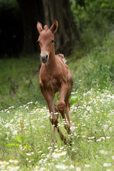 Obraz premium Fohlen galoppiert in Frühlingswiese