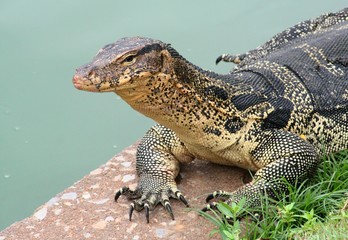 Fototapeta premium Water monitor lizard (Varanus salvator) basking in Lumpini park in Bangkok, Thailand.