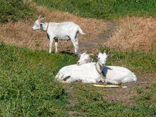 a group of white goats in a Sunny day on the lawn. lie, eat, graze