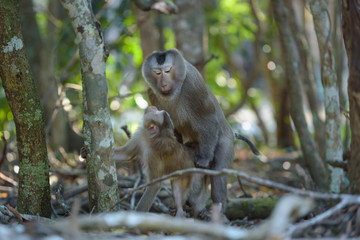 activity asia monkey in area forest