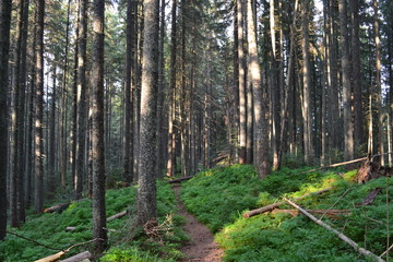  Carpathians forest