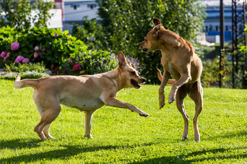 Obraz na płótnie Canvas Brown Labrador dogs fighting with each other