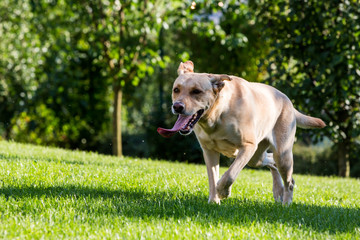 Brown Labrador dog walking on a green meadow