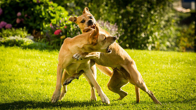 Brown Labrador dogs fighting with each other