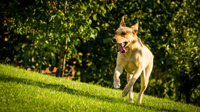 Brown Labrador dog walking on a green meadow