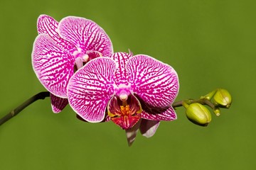 Pink orchid.