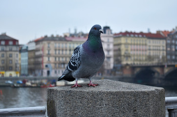 Pigeon in Prague