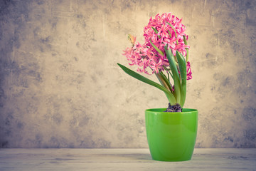 Pink fresh hyacinth in a pot.