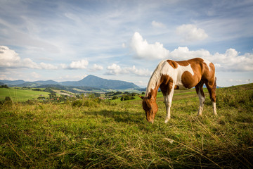 Fototapeta na wymiar View of a horse in the Slovakian region Orava