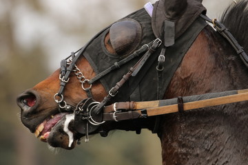 Obraz premium cheval de courses