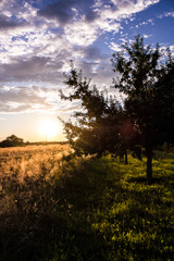 Fototapeta premium Landscape