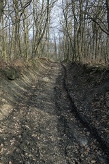 spring landscape under blue sky