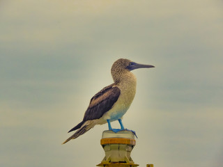 Exotic Bird with Blue Foots