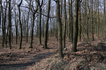 Obraz premium spring landscape under blue sky