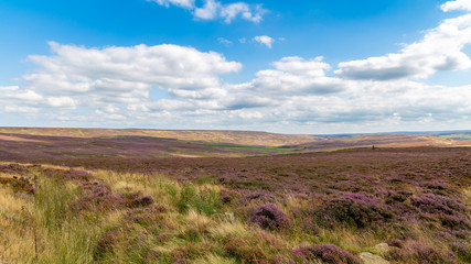 Fototapeta na wymiar North York Moors landscape near Percy Cross Rigg and Kildale, North Yorkshire, England, UK