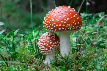 Amanita Muscaria, poisonous mushroom. Photo has been taken in the natural forest background.