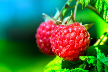 Macro shot of a group of fresh and ripe raspberries in a fruit garden on a sunny day on a green and blue background