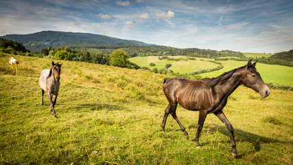 Obraz premium Horse on a meadow in the Slovakian region Orava