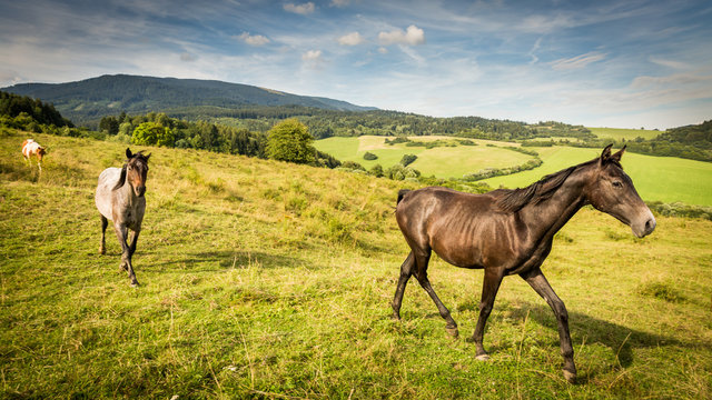 Horse on a meadow in the Slovakian region Orava