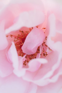 rosa Peonie Bauernrose