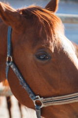 head and eye picture horse