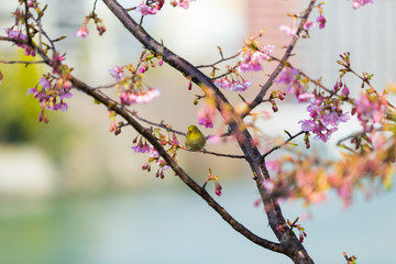 white-eye and Kawazu cherry tree