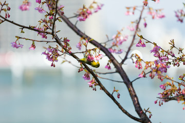 white-eye and Kawazu cherry tree
