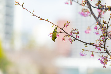 white-eye and Kawazu cherry tree