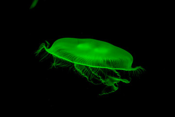  Bioluminescent Jellyfish
