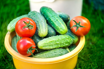 Big autumn harvest. Shot of buckets of freshly picked ripe red tomatoes, cucumbers and small yellow plums in the middle of a garden in early autumn

