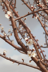 Almonds early blossoming. Spring garden.