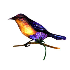 isolated watercolor bird