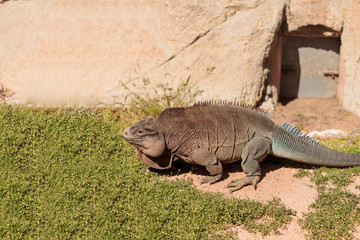 Fototapeta premium Anegada ground iguana known as Cyclura pinguis