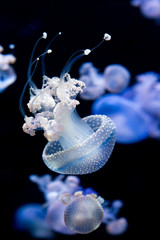 Naklejka premium Bioluminescent jellyfish