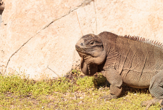 Anegada ground iguana known as Cyclura pinguis