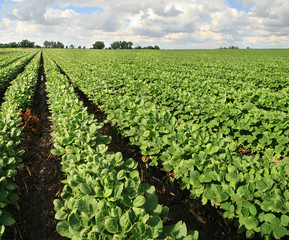 Fototapeta na wymiar soybean farm