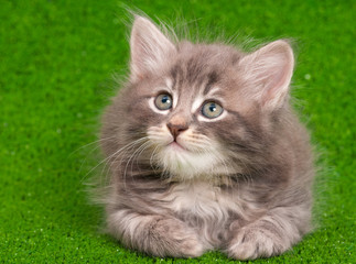 Naklejka na ściany i meble Close-up portrait of cute gray kitten on artificial green grass background