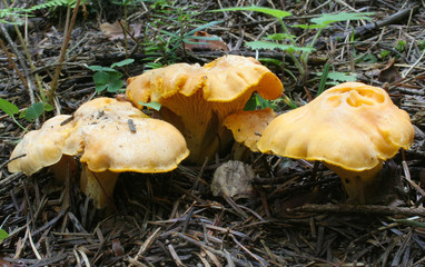 Cantharellus cibarius. Photo has been taken in the natural forest background.