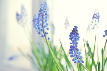Naklejka premium Spring flowers - muscari