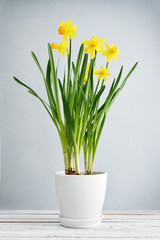 Fototapeta na wymiar Spring flowers daffodils