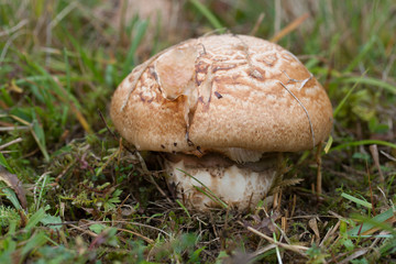 Catathelasma imperial - rare edible mushroom. Photo has been taken in the natural forest background.