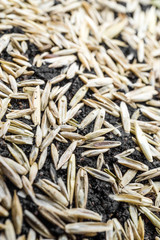 Rasen anlegen - reparieren 