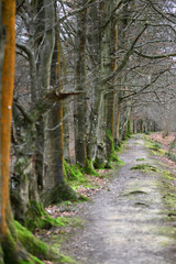 woodland path